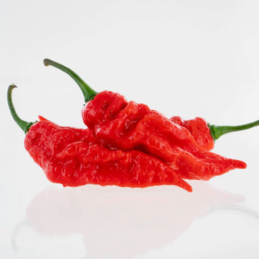 Sepia Reaper x Pimenta de Neyde Pepper Seeds - The Pepper Pantry (Formerly Marie Sharp's)